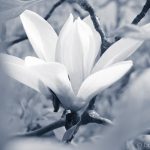 Magnolie